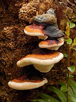 Fomitopsis pinicola